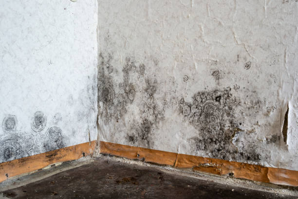 Water damage restoration mold remediation in Sisters, OR